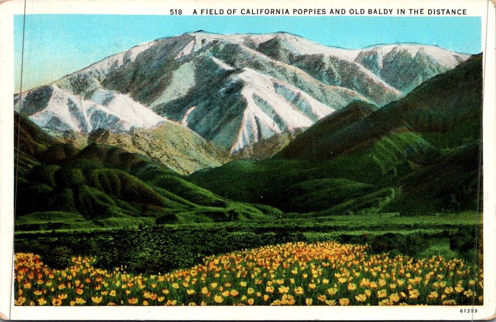 Field of California Poppies & Old Baldy In The Distance Vintage Postcard SP17-17